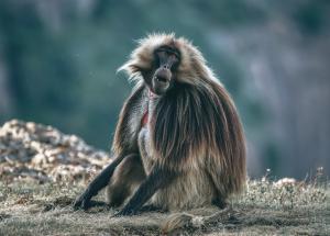 gelada.jpg